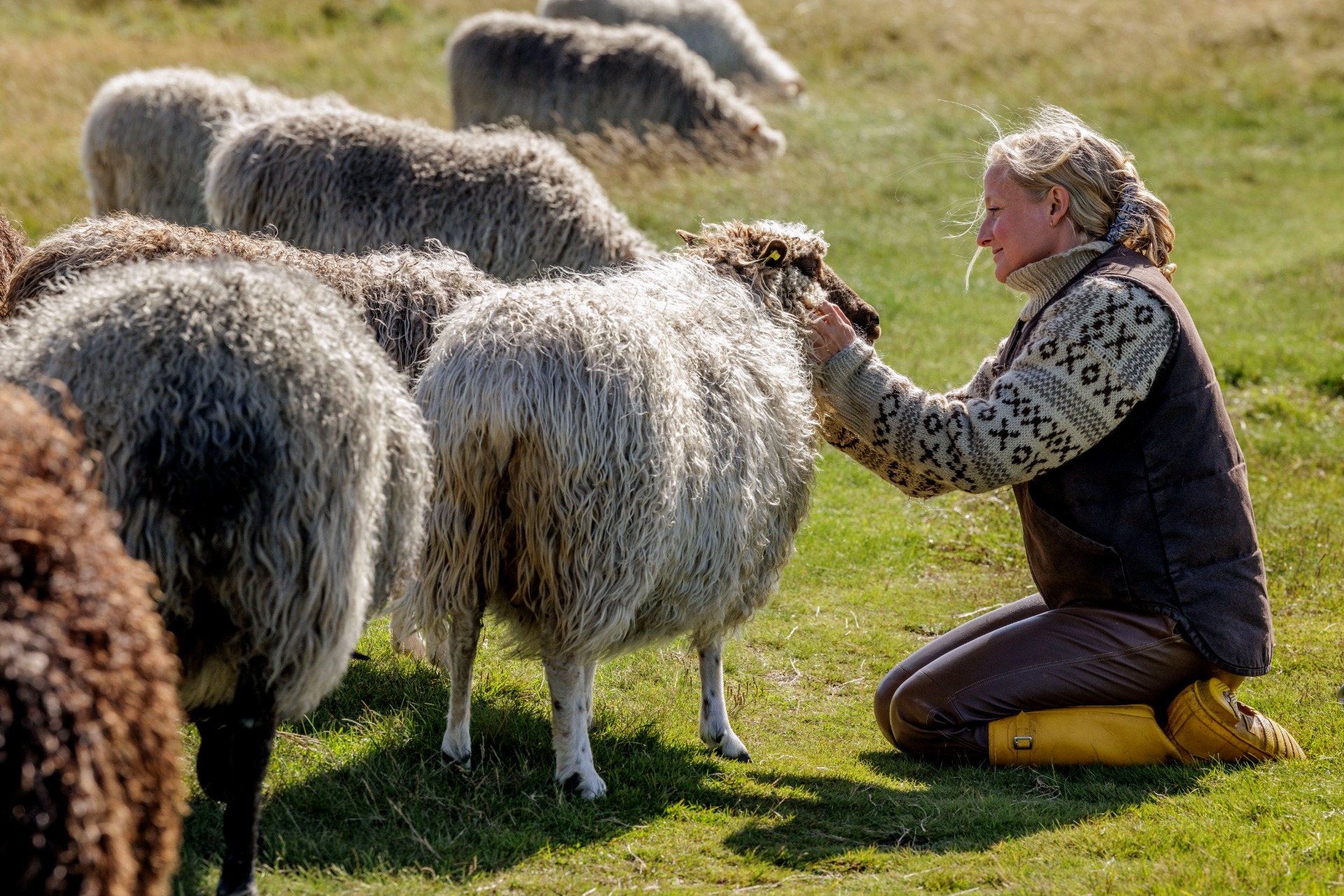 Spælsaufår på Gjellerodde. Foto: Johan Gadegaard